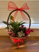 Christmas | Flower Baskets  | Ruby House Plant Basket 25cm
