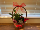 Christmas | Flower Baskets  | Ruby House Plant Basket 25cm