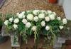 Flower Garden | Isle of Wight | Funeral