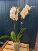 Bouquets | Plants | Orchid in rustic ceramic pot