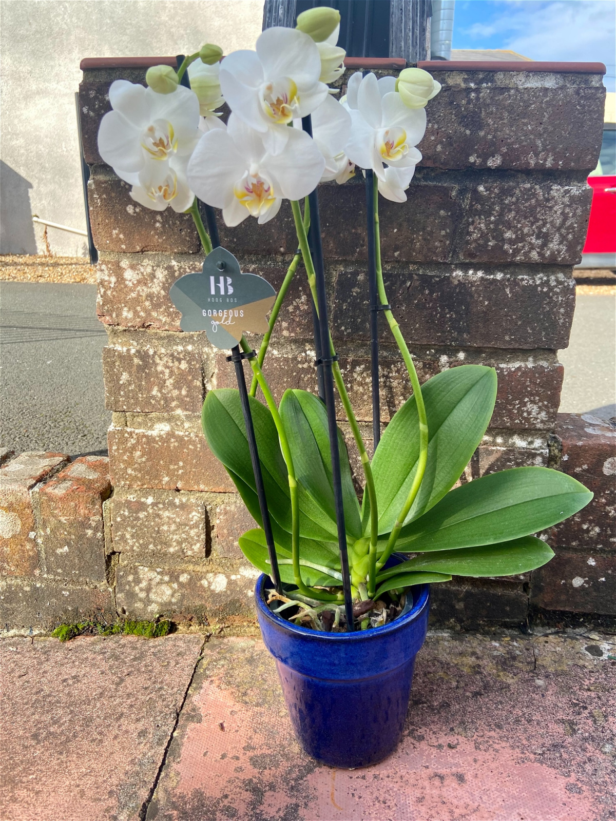 Flower Delivery for Isle of Wight Flower Garden Flower Garden