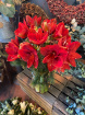 The Christmas Collection | Amaryllis Vase