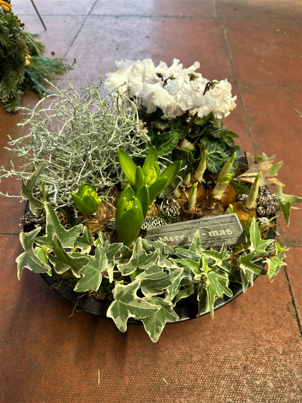 Container arrangements | Plants | The Christmas Collection | Antique Zinc Bowl Planted Arrangement