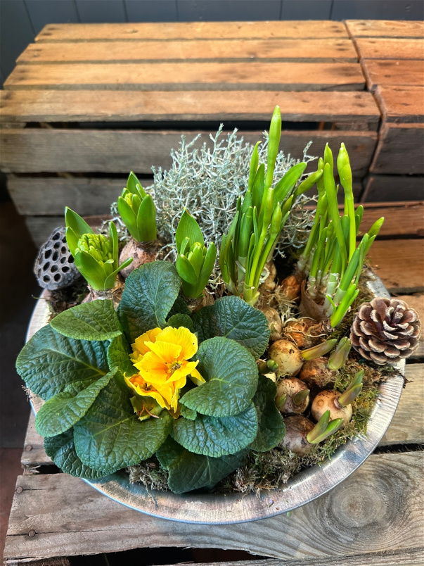 Container arrangements | Mother's Day 2026 | Plants | The Christmas Collection | Antique Zinc Bowl Planted Arrangement