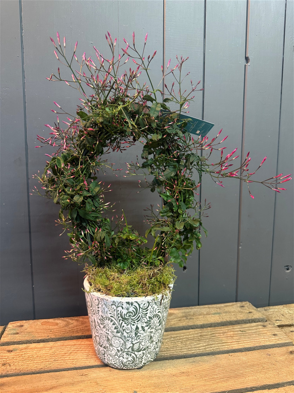 Plants | Jasmine in Dutch Pot