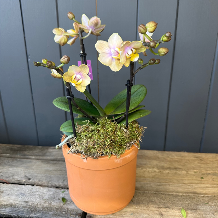 Plants | Perfumed Multiflora Phalanopsis orchid