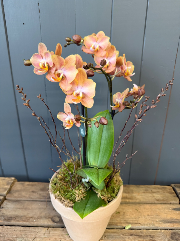 Plants | Autumn Multiflora Phalanopsis orchid