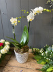 Plants | Multiflora Phalanopsis orchid