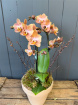 Plants | Autumn Multiflora Phalanopsis orchid