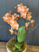 Plants | Autumn Multiflora Phalanopsis orchid