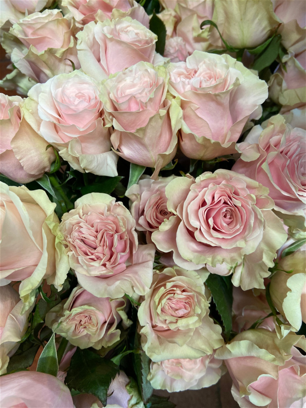 Valentines Day 2025 | A Dozen Pink Roses