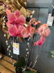 Plants | The Christmas Collection | Festive Phalanopsis
