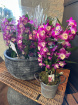 Mother's Day 2025 | Plants | Dendrobium Orchid