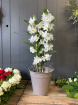 Plants | Dendrobium Orchid