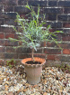 Plants | Lavender Tree