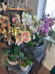 Plants | Summer Phalanopsis Orchid