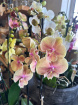 Plants | Summer Phalanopsis Orchid