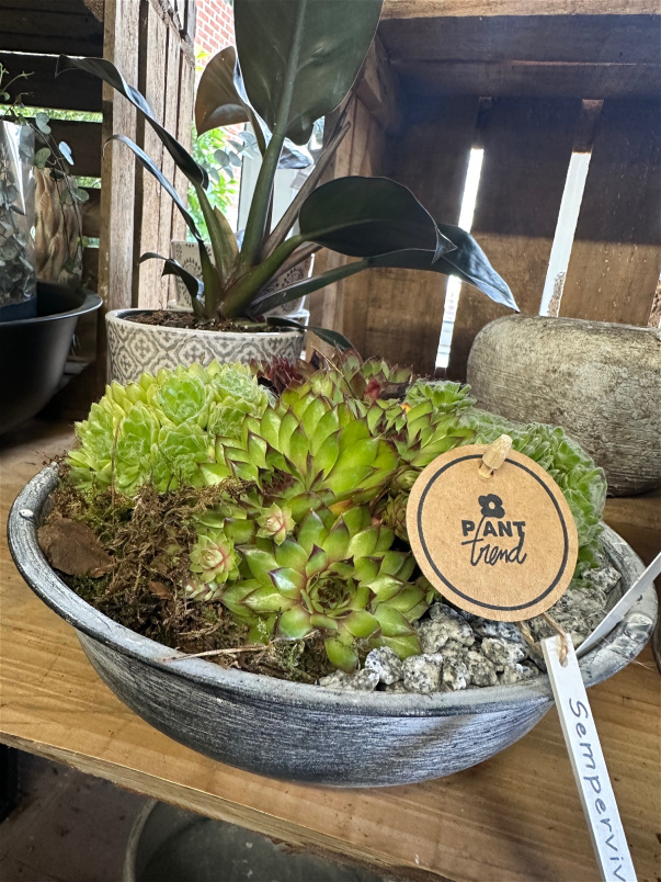 Plants | Succulent Planter