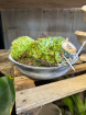 Plants | Succulent Planter