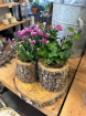 Plants | Woodland Planter
