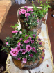 Plants | Woodland Planter