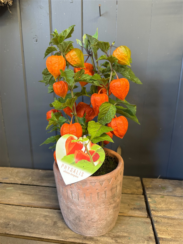 Plants | Chinese Lanterns Plant