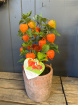 Plants | Chinese Lanterns Plant