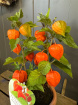 Plants | Chinese Lanterns Plant