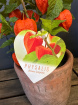 Plants | Chinese Lanterns Plant
