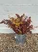 Bouquets | The Autumn Collection | Preserved Eucalyptus
