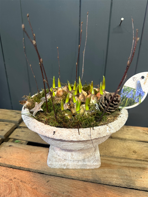 Plants | The Christmas Collection | Grape Hyacinth Urn Planter