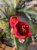 Plants | The Christmas Collection | Pinecone Vase Amaryllis Planter