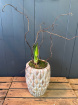 Plants | The Christmas Collection | Pinecone Vase Amaryllis Planter