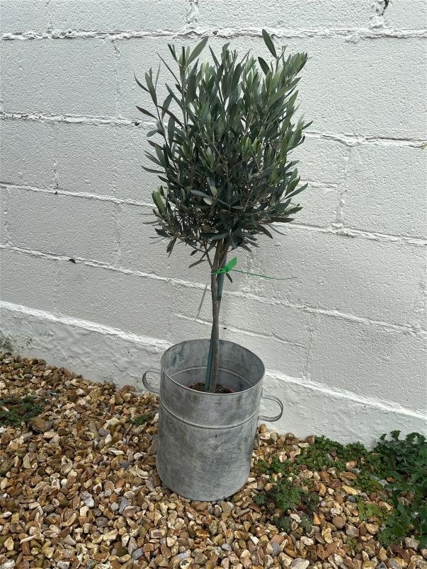 Mother's Day 2026 | Plants | Olive Tree