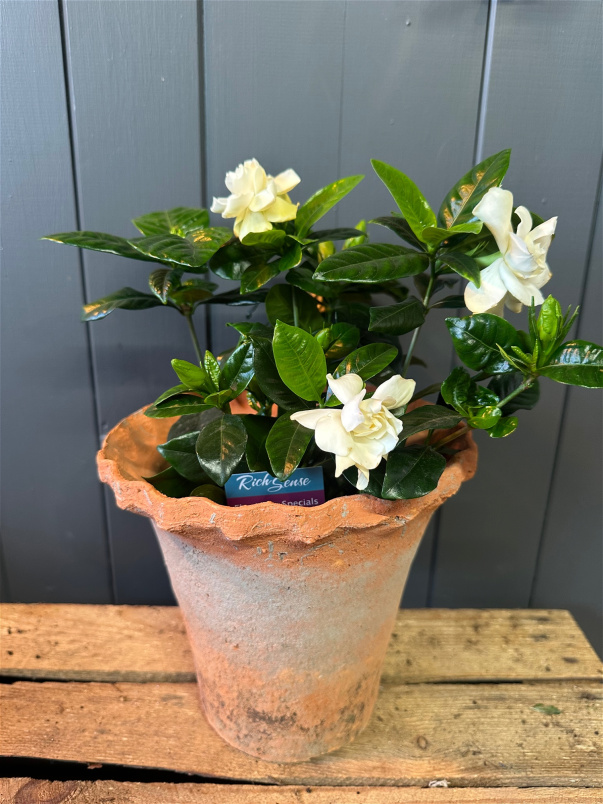 Mother's Day 2026 | Plants | Gardenia Plant