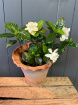 Mother's Day 2026 | Plants | Gardenia Plant