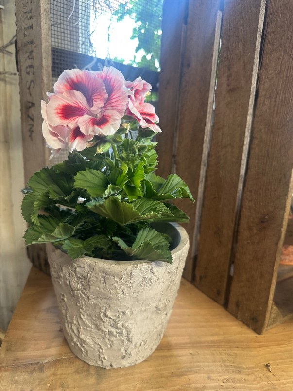 Mother's Day 2026 | Plants | Pelargonium Bella Donna