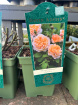 Mother's Day 2026 | Plants | David Austin Rose Plant