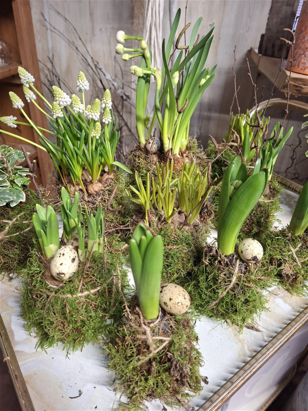 Plants | Mossed Easter Tablescape