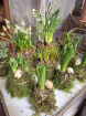 Plants | Mossed Easter Tablescape
