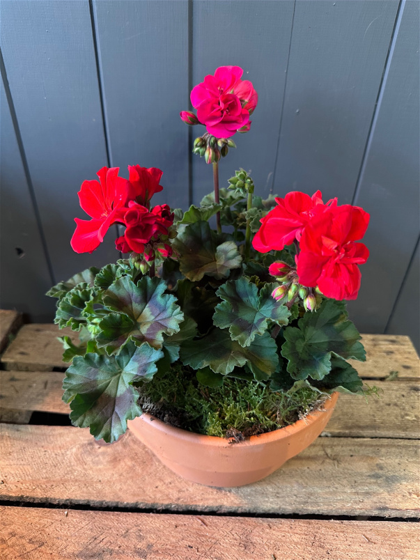 Plants | Geranium Planter