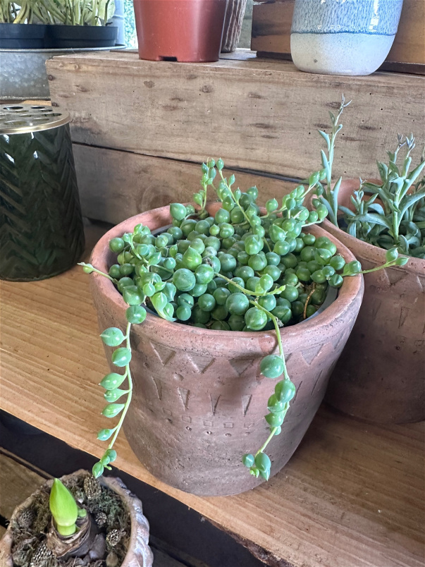 Plants | String of Pearls