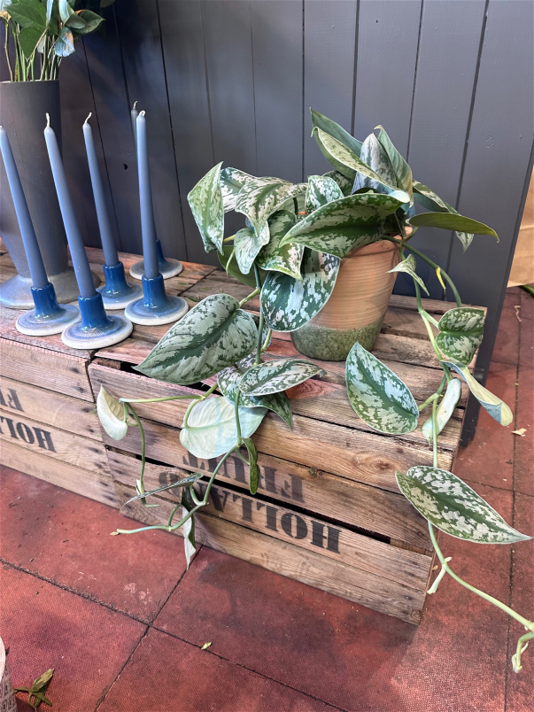 Plants | Silver Satin Pothos