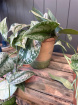 Plants | Silver Satin Pothos