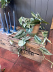 Plants | Silver Satin Pothos