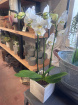 Plants | Phalanopsis Orchid