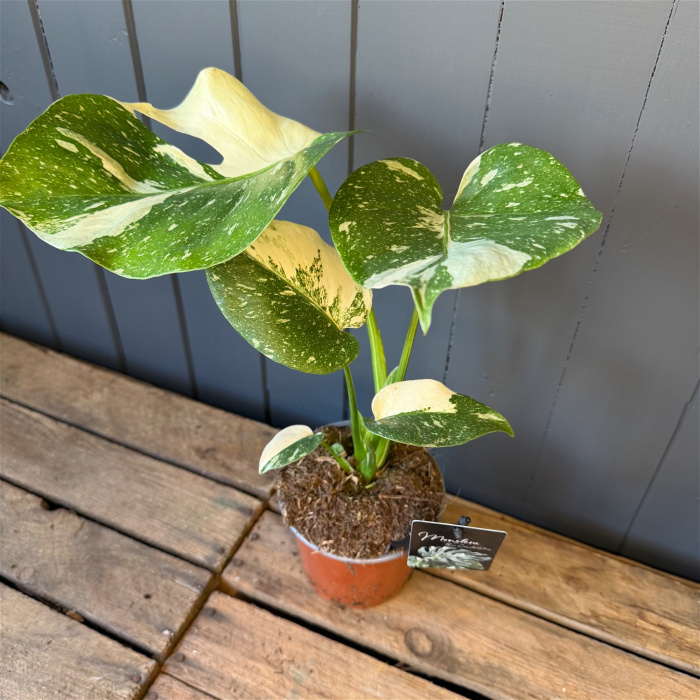 Plants | Monstera Thai Constellation
