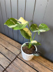 Plants | Monstera Thai Constellation