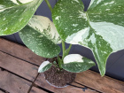 Plants | Monstera Thai Constellation