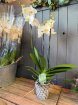 Plants | The Christmas Collection | Extra Large Phalanopsis Orchid